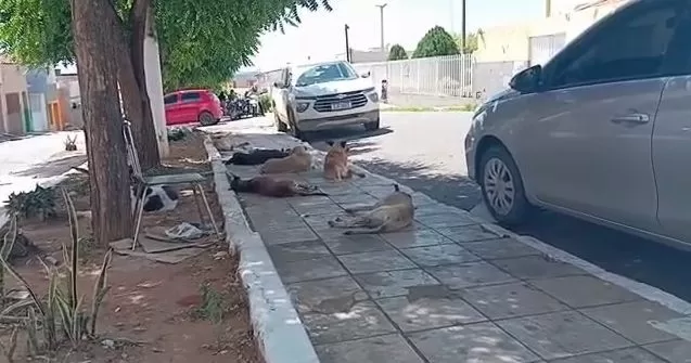 Praca-de-Sao-Francisco-no-Crato-vira-abrigo-para-animais-abandonados-e-desnutridos-aspect-ratio-40-21